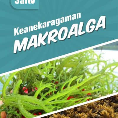 BUKU KEANEKARAGAMAN JENIS MAKROALGA DI PANTAI NUHANERA DESA TAPOBARAN KECAMATAN LEBATUKAN KABUPATEN LEMBATA