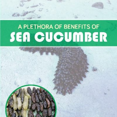 A PLETHORA OF BENEFITS OF SEA CUCUMBER