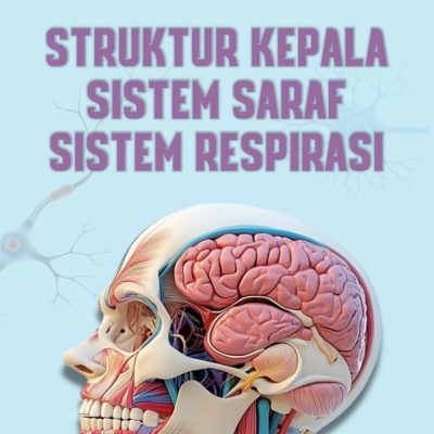 STRUKTUR KEPALA, SISTEM SARAF, SISTEM RESPIRASI